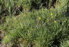 Ivesia lycopodioides