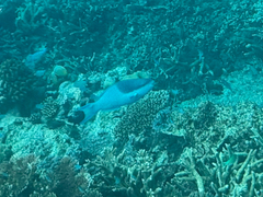 ヒメブダイ