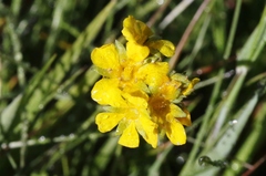 Ivesia lycopodioides