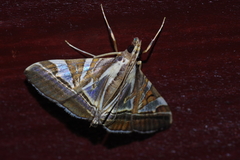 Agrioglypta fulguralis