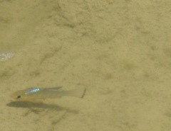 Cyprinodon pecosensis