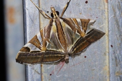 Agrioglypta fulguralis