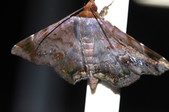 Mecodina albodentata