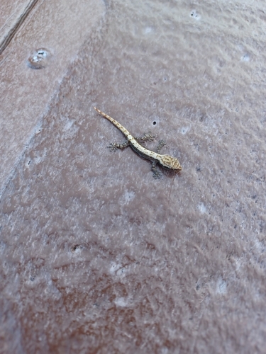 Lepidodactylus lugubris observed 2025-05-31