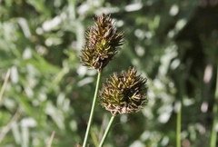 Carex abrupta