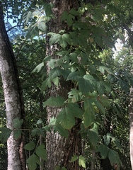 Toxicodendron radicans