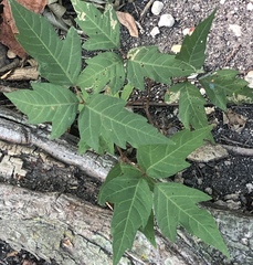 Toxicodendron radicans