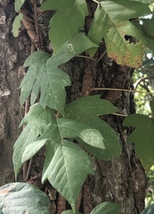 Toxicodendron radicans