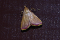 Endotricha minialis