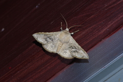 Canaea ryukyuensis