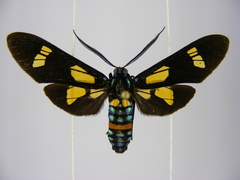 Euchromia guineensis