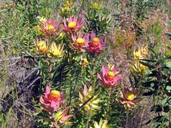 Leucadendron orientale