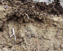 Phrynosoma cerroense