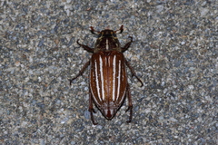 Polyphylla schoenfeldti