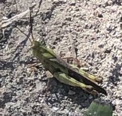 Chortophaga