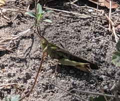 Chortophaga