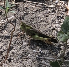 Chortophaga