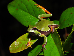 Pine Barrens Treefrog photo 3