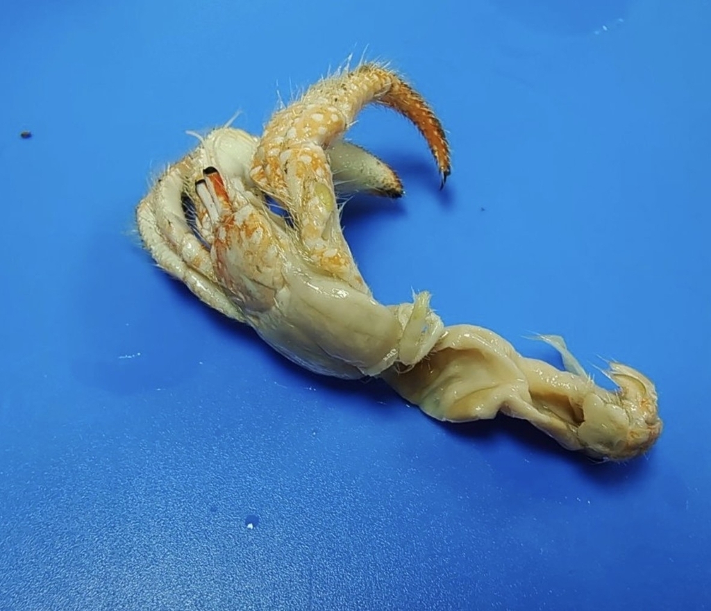 Strigopagurus boreonotus