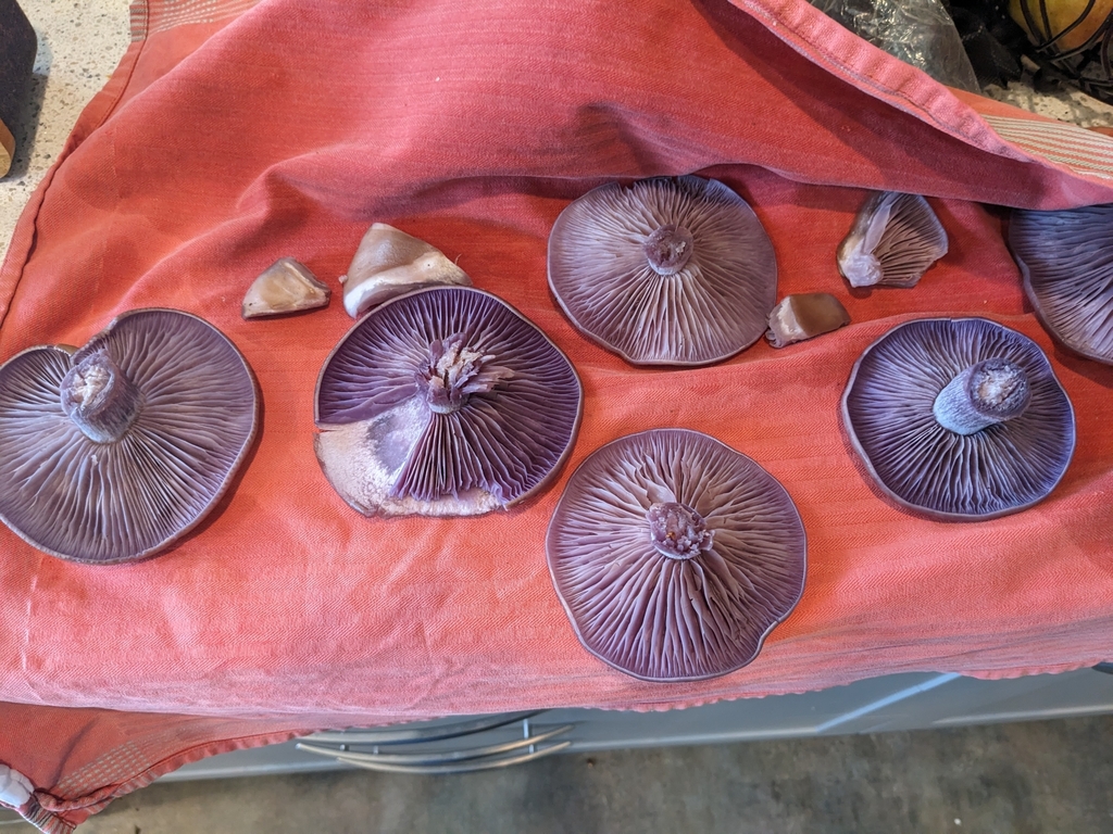 Collybia nuda · May 2025 · photo: © haydenj (iNaturalist, cc-by)