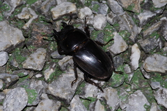 Serrognathus titanus okinawanus