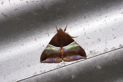 Bastilla fulvotaenia