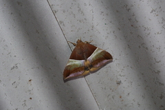 Bastilla fulvotaenia