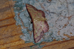 Idaea okinawensis