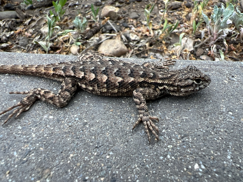 iNaturalist observation photo of Western Fence Lizard