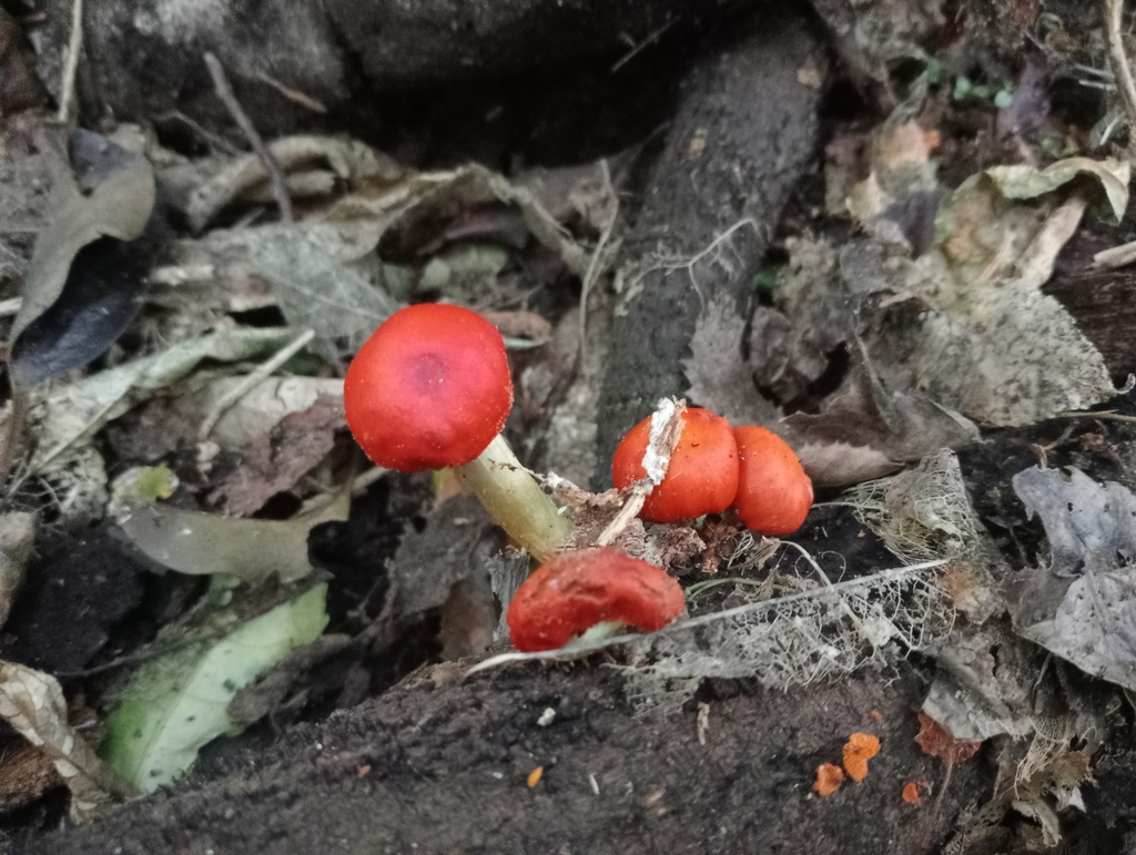 Leratiomyces erythrocephalus · June 2025 · photo: © john_barkla (iNaturalist, cc0)