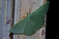 Thalassodes intaminata