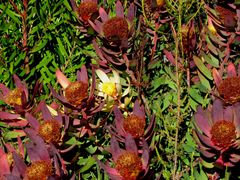 Leucadendron orientale