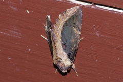 Ercheia dubia