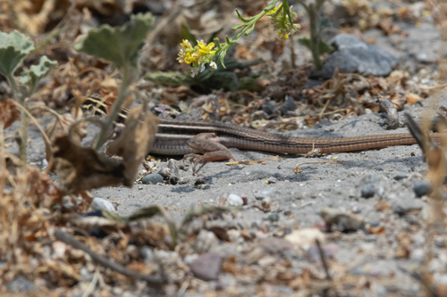iNaturalist observation photo of Sonoran Spotted Whiptail
