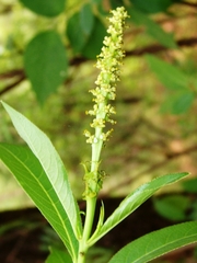 Sapium macrocarpum