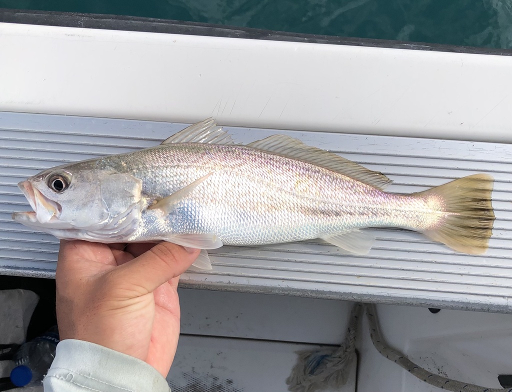 Striped Corvina