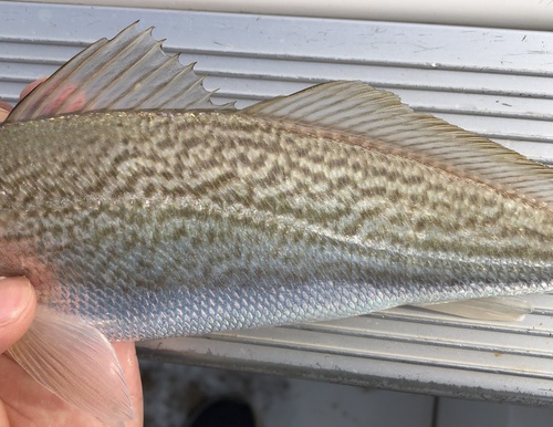 Striped corvina (Cynoscion reticulatus) — Sciaenidae — 3