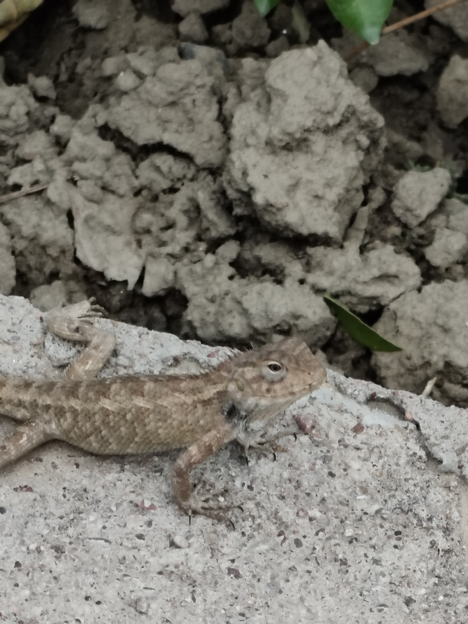 Oriental Garden Lizard