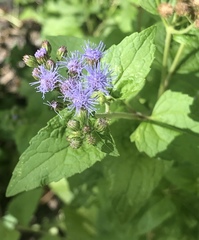Conoclinium coelestinum