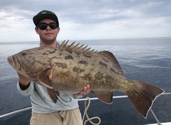 Gulf Grouper photo 2