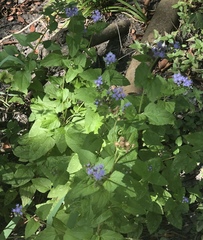 Conoclinium coelestinum
