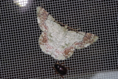 Pingasa ruginaria pacifica