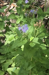 Conoclinium coelestinum