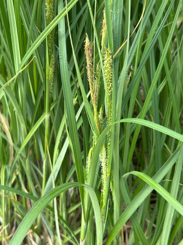 Wheat sedge (Carex atherodes)
