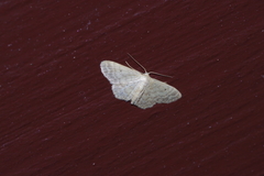 Idaea neovalida