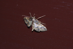 Hydriris ornatalis