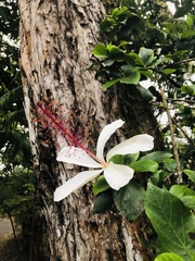 Hibiscus arnottianus arnottianus