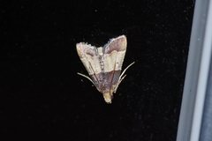 Pyralis pictalis