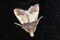 Pyralis pictalis