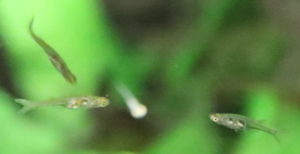 Danionelle transparente (Danionella translucida)